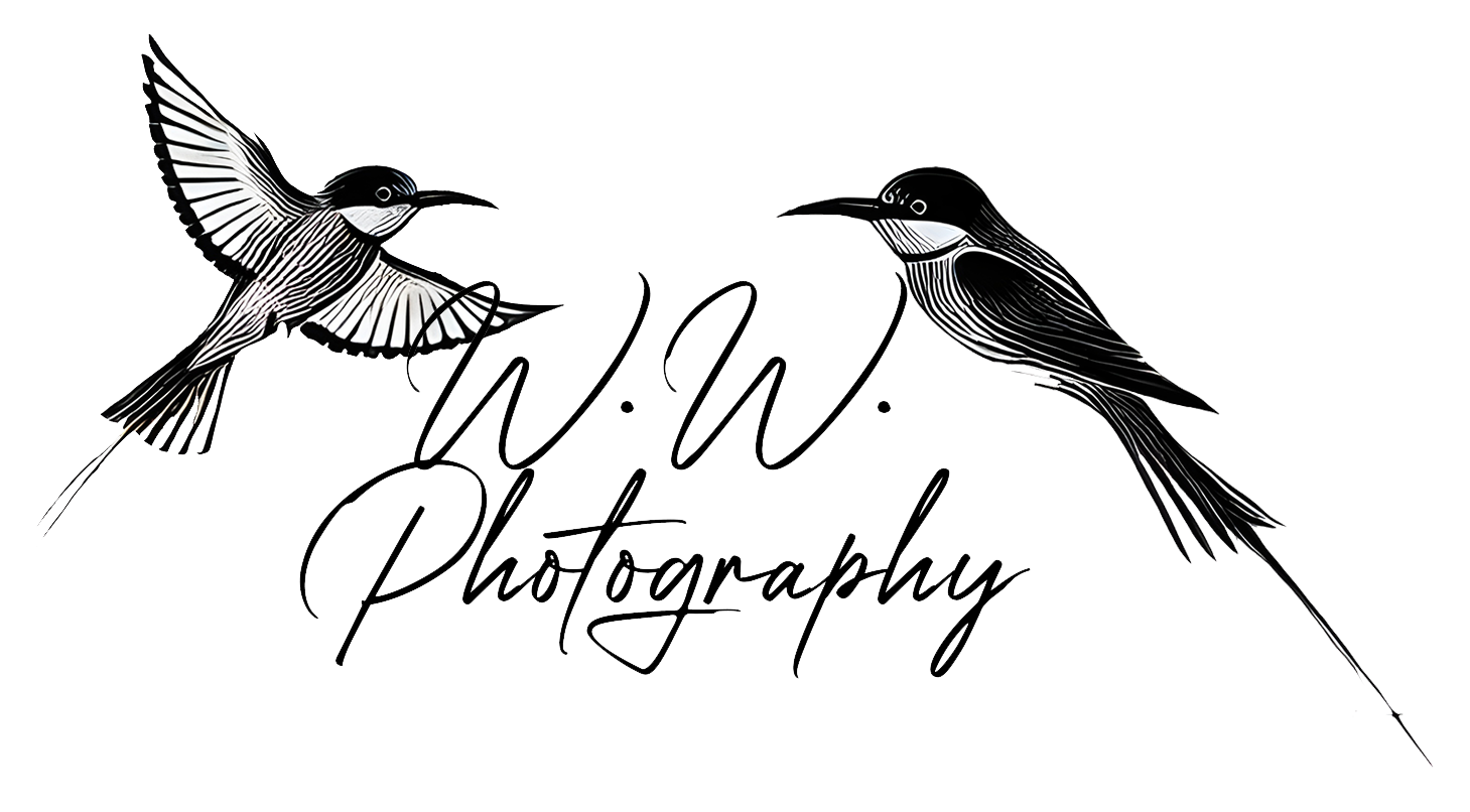 Main-homepage logo