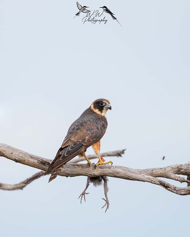 bird