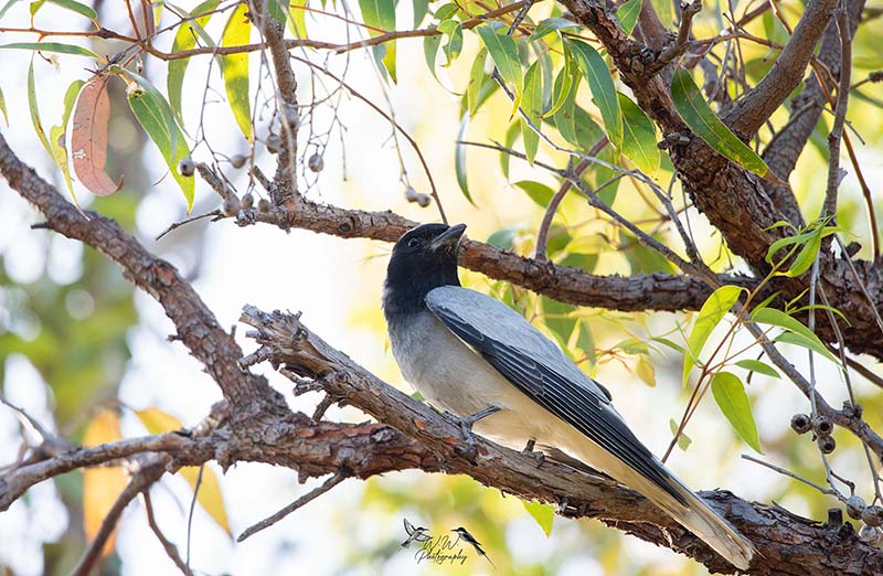 bird