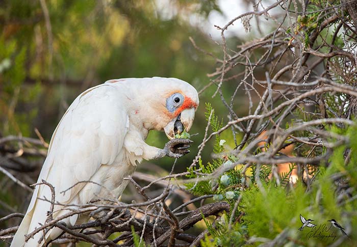 bird