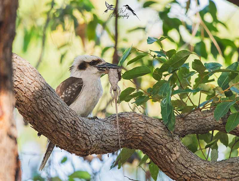 bird