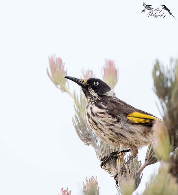 bird
