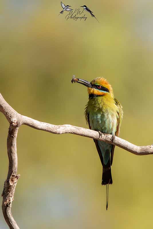 bird