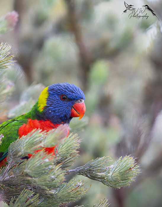 bird