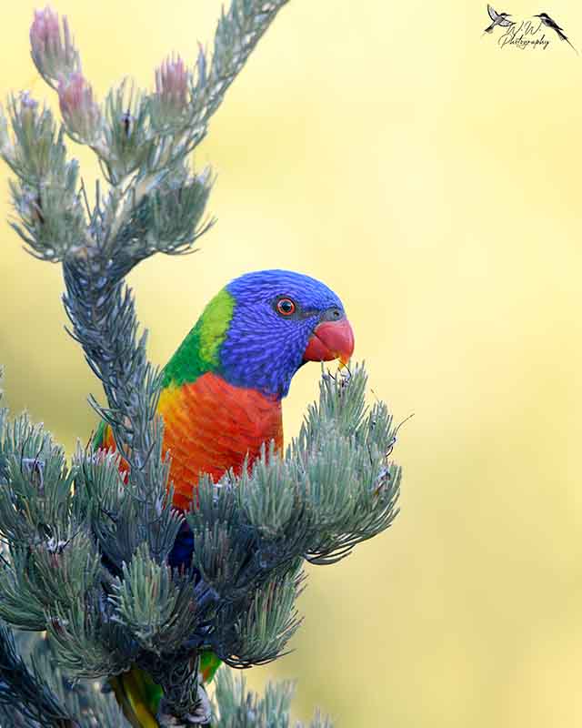 bird