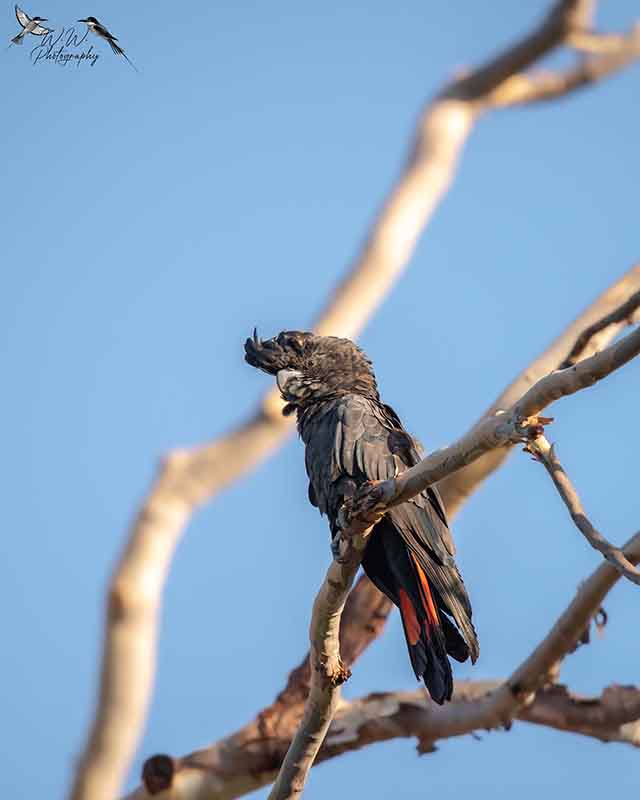 bird
