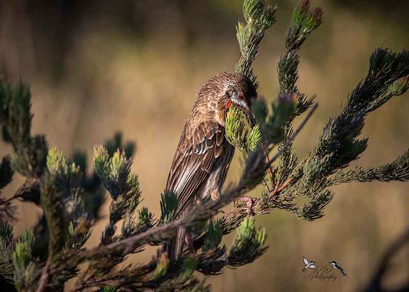 bird