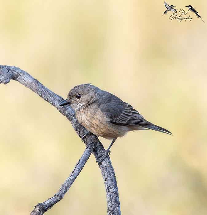 bird