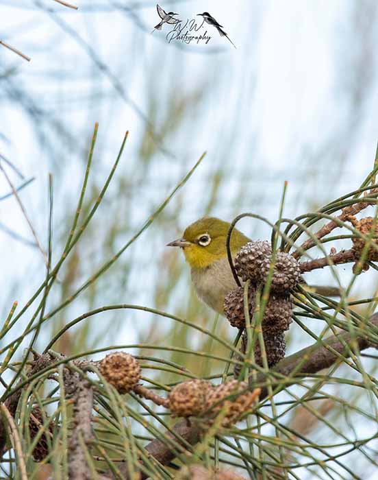 bird