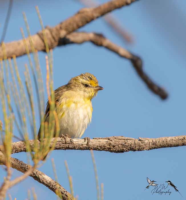 bird