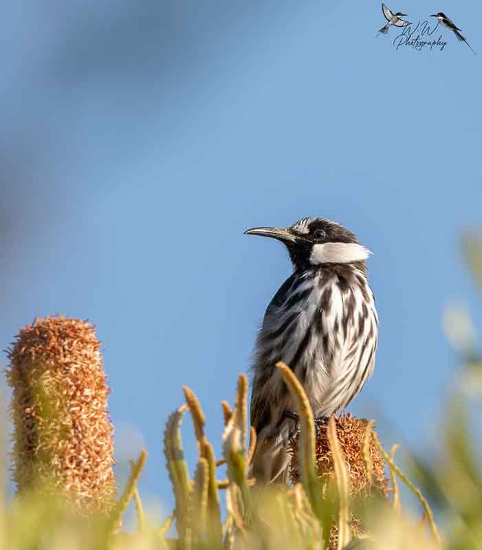 bird