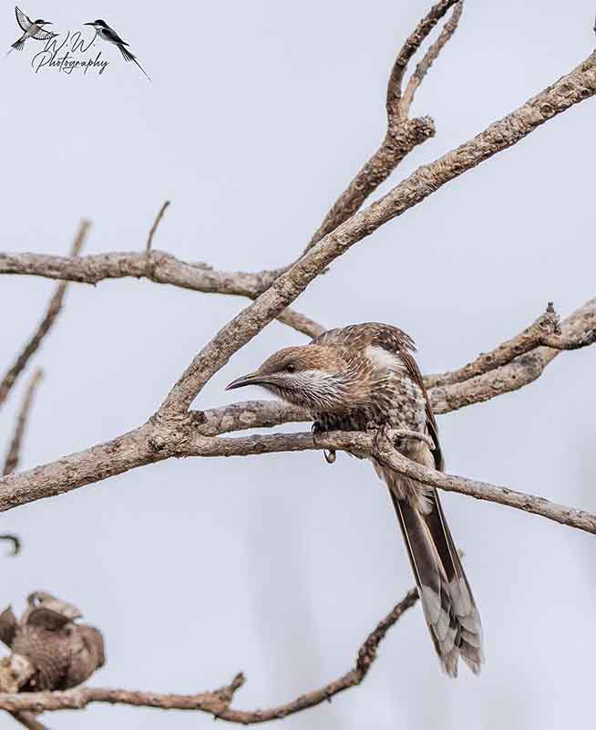 bird