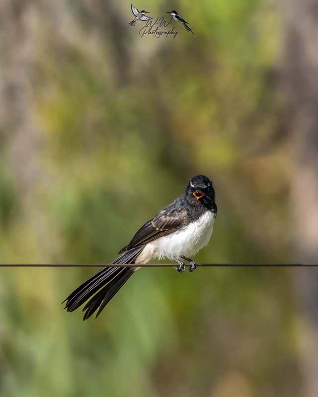 bird