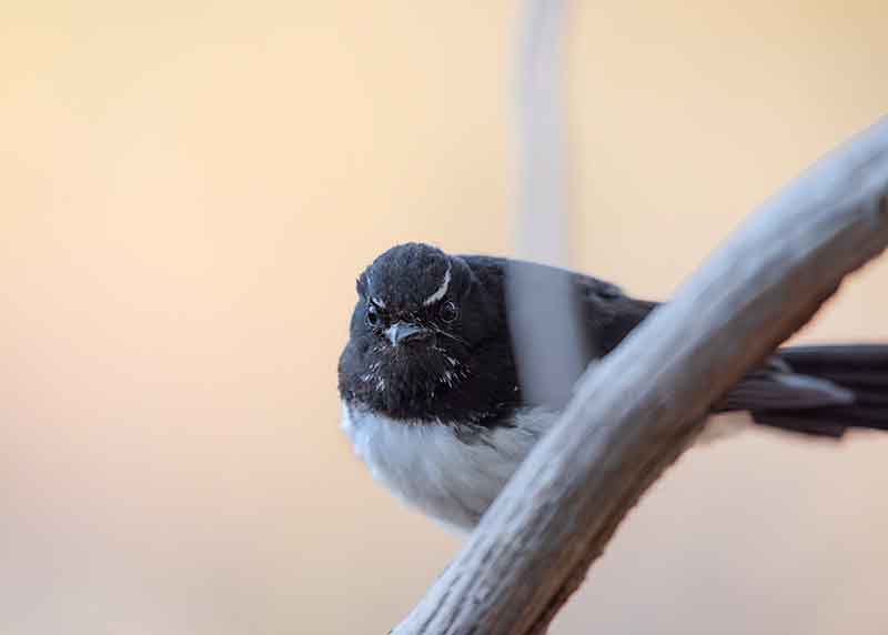 bird